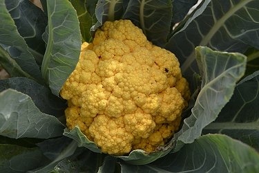 橘色花球花椰菜田間生長情形