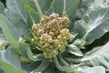 塔型花球花椰菜田間生長情形