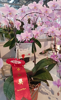 西蕾麗蝴蝶蘭 ( Phal. schilleriana) ，花開雙梗、粉紅小花優雅芬芳數量又多，且葉片格外挺立，獲得原種組第二獎