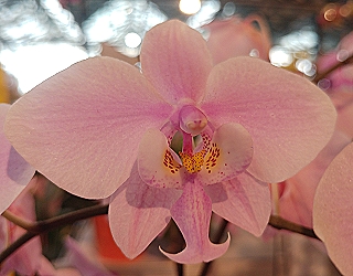 西蕾麗蝴蝶蘭 ( Phal. schilleriana) ，花開雙梗、粉紅小花優雅芬芳數量又多，且葉片格外挺立，獲得原種組第二獎