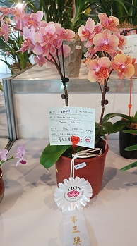 異屬雜交蝴蝶蘭獲頒第三獎，其花朵亮橘帶紅，瓣上有線條，為萬代蝶蘭與蝴蝶蘭的後代，相當特別