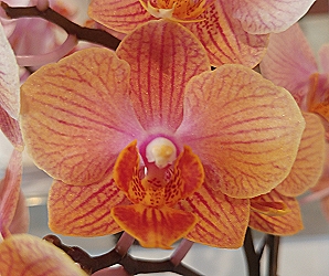 異屬雜交蝴蝶蘭獲頒第三獎，其花朵亮橘帶紅，瓣上有線條，為萬代蝶蘭與蝴蝶蘭的後代，相當特別