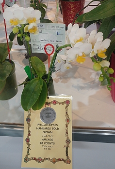 本場於英國皇家園藝協會 RHS 登錄之優秀蝴蝶蘭「南場金冠 NanDares Gold Crown 」再次獲得美國蘭花協會授予 AM 優質獎 84 分