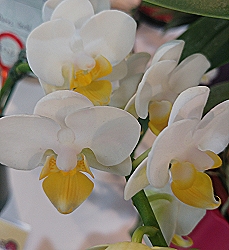 本場於英國皇家園藝協會 RHS 登錄之優秀蝴蝶蘭「南場金冠 NanDares Gold Crown 」再次獲得美國蘭花協會授予 AM 優質獎 84 分