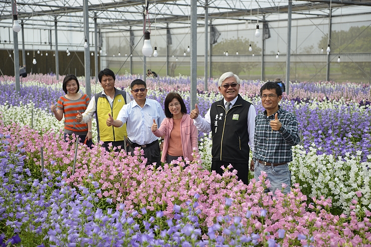 雲林分場的風鈴花海，讚！！ 