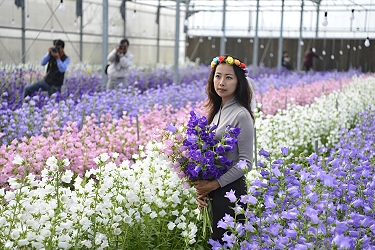 美女與風鈴花相得益彰，美得夢幻！