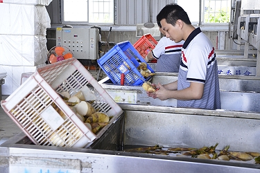 農會綠竹筍加工廠作業情形
