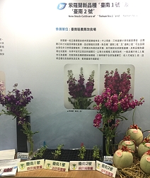 紫羅蘭臺南 1 號及 2 號 