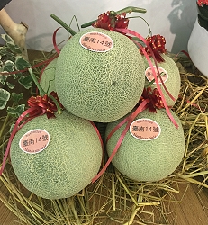 耐熱洋香瓜新品種 - 臺南 14 號