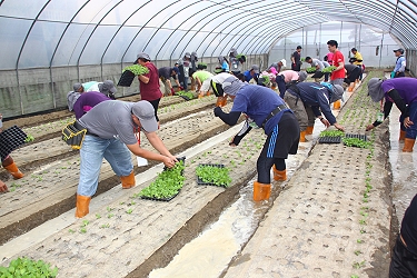 學習葉菜類定植作業