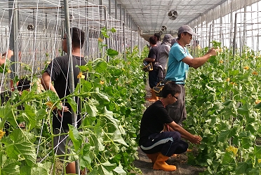 學員實際從事甜瓜之整枝理蔓