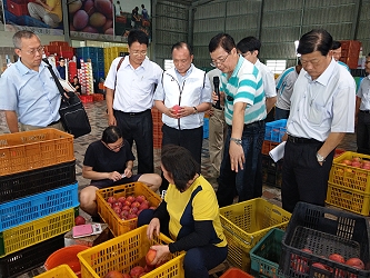 溫水泳經理引導參觀芒果集貨分級現場