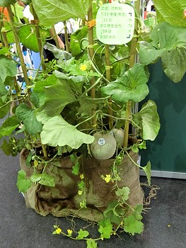 洋香瓜 ‘ 臺南 13 號 ’ 以盆栽展示