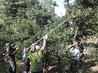 學員使用高枝剪採收柑桔