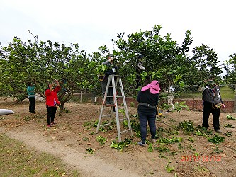 學員實際進行整枝修剪技術 