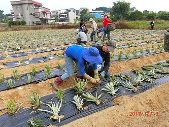 學員實際種植鳳梨