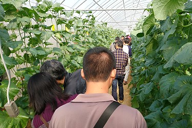 農友參觀示範田區