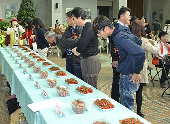 現場得獎小番茄展示 