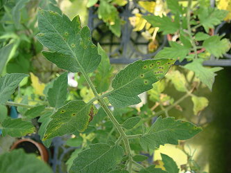 番茄感染細菌性斑點病葉部病徵