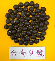 台南9號
