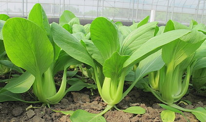 長柄耐熱青梗白菜新品種 臺南3號 臺南區農業改良場 長柄耐熱青梗白菜新品種 臺南3號 臺南區農業改良場