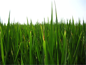 罹患白尖病葉尖白化扭曲並產生橫隔帶