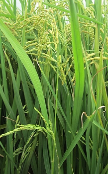 中間右下邊為罹患白尖病株，中間左邊為正常株