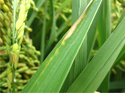 白葉枯病葉片邊緣形黃化病斑