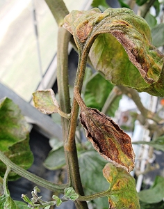 番茄刺皮癭蟎危害狀