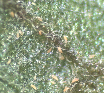 顯微鏡下的番茄刺皮癭蟎 