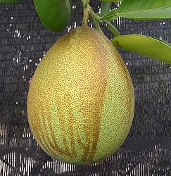 柑橘銹蟎危害造成流淚狀之褐色條紋