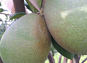 柑橘銹蟎取食果實表皮，造成黑褐色的外觀