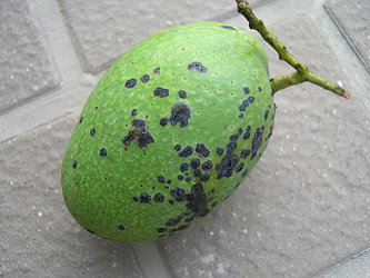 芒果黑斑病病徵