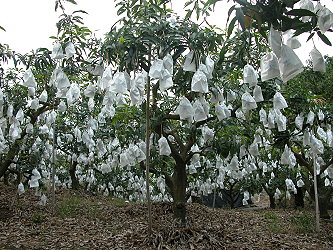優質安全的芒果以套袋方式生產