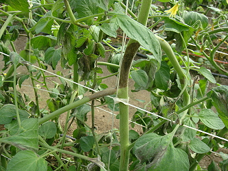 番茄晚疫病病徵