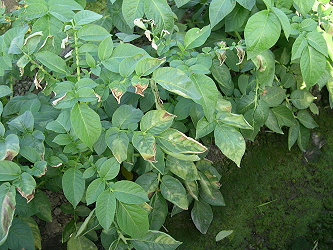 馬鈴薯晚疫病病徵