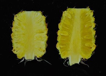 鼓聲果 ( 左 ) 較耐儲放，肉聲果 ( 右 ) 需儘早食用 