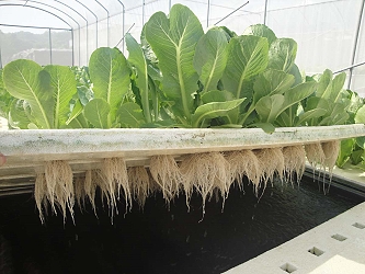 水耕型魚菜共生系統，蔬菜生育狀況良好
