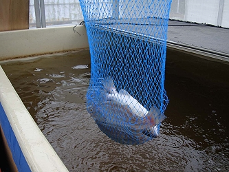 魚菜共生系統的養殖鱸魚新鮮肥美