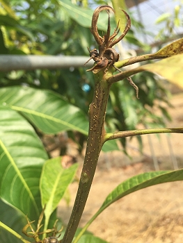 芒果新梢嫩葉遭小黃薊馬危害狀