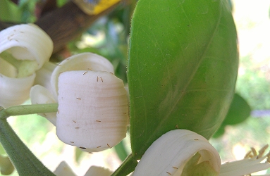 文旦花上佈滿小黃薊馬
