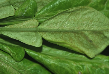 文旦葉遭小黃薊馬危害狀