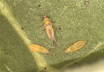 小黃薊馬成蟲及若蟲