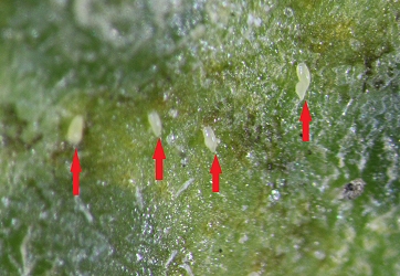 柑橘銹蟎 ( 箭頭處 ) 體型細小不易以肉眼察覺 