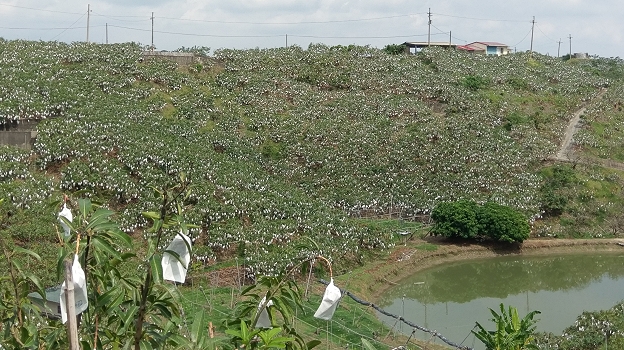 芒果果實發育狀況非常良好，產區植株結實纍纍 
