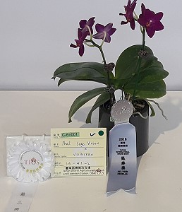 本場蝴蝶蘭優良單株 103-41-2 色澤艷麗、帶濃郁香氣，獲得小花組第三獎與個體花審查銀牌獎