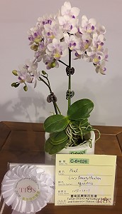 本場蝴蝶蘭優良單株 104-10-1 小巧多花，獲頒小花組第三獎