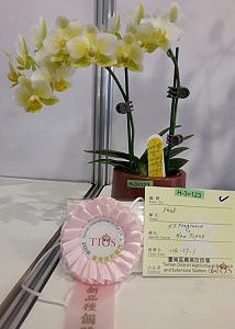 本場育成蝴蝶蘭新品種 104-39-1 ，綠色花朵配上鮮黃唇瓣、小巧多花獲新品種個體獎