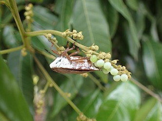 荔枝椿象雌蟲產卵於龍眼花穗上