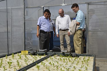 參觀魚菜共生的水耕蔬菜